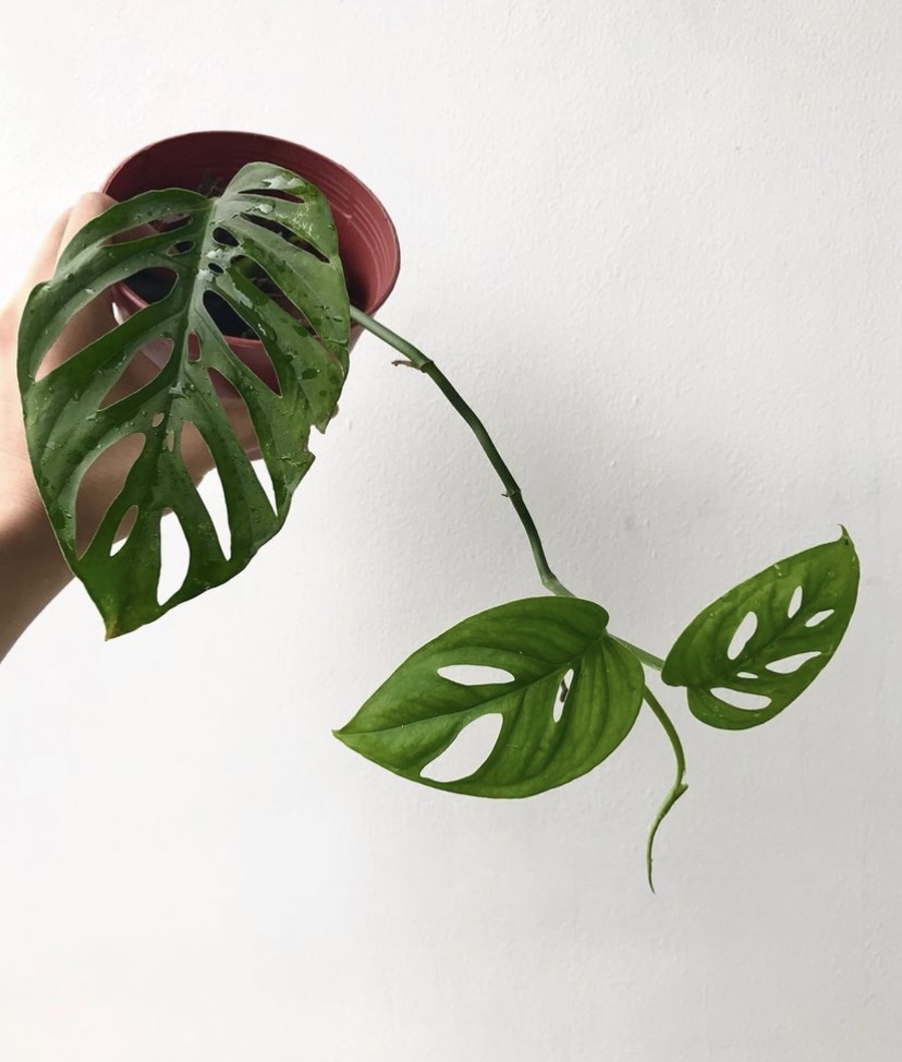 philodendron orange princess marble Philodendron 