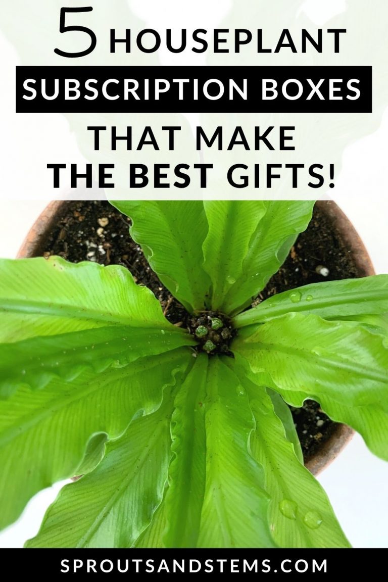 Houseplant subscription boxes