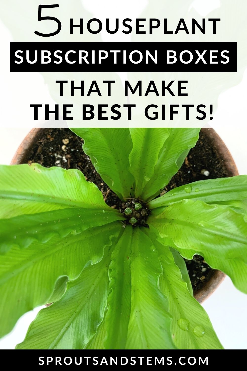 The 5 Best Houseplant Subscription Boxes (Awesome Gift Ideas ...