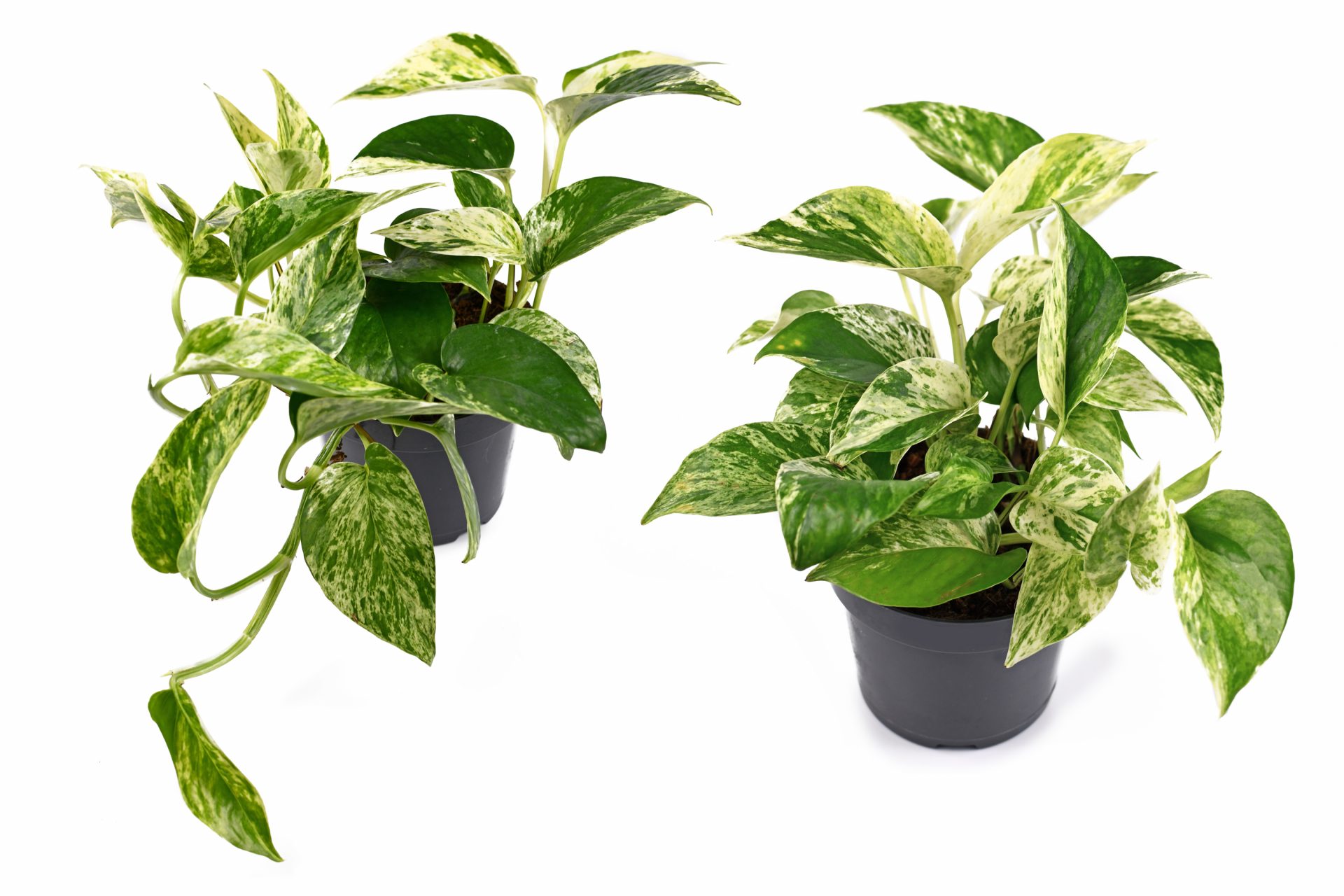 snow queen pothos Snow Queen Pothos Single Starter Plant in a 1.5" Pot - Epipremnum Aureum  'Snow Queen' - Variegated Pothos