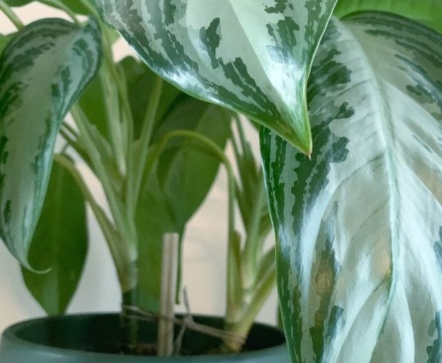 aglaonema silver bay leaves