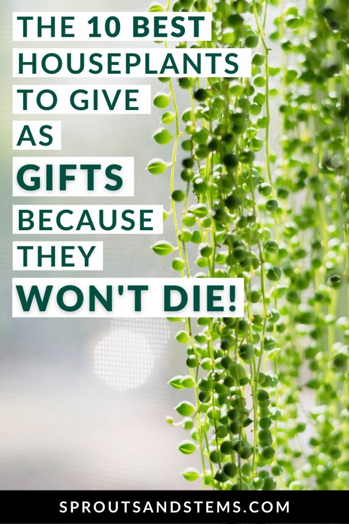 10 Best Houseplant Gifts (Because They Won’t Die!) Sprouts and Stems