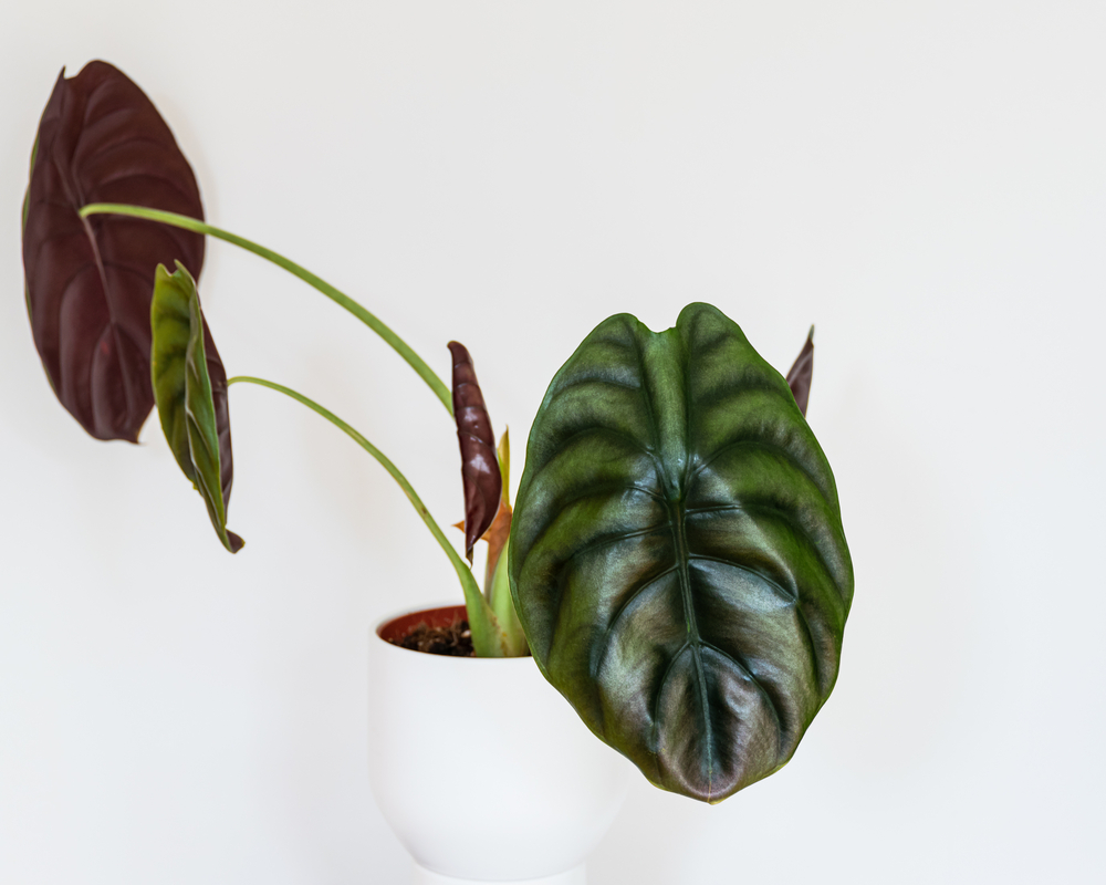 alocasia dragon scale potted plant on a white background