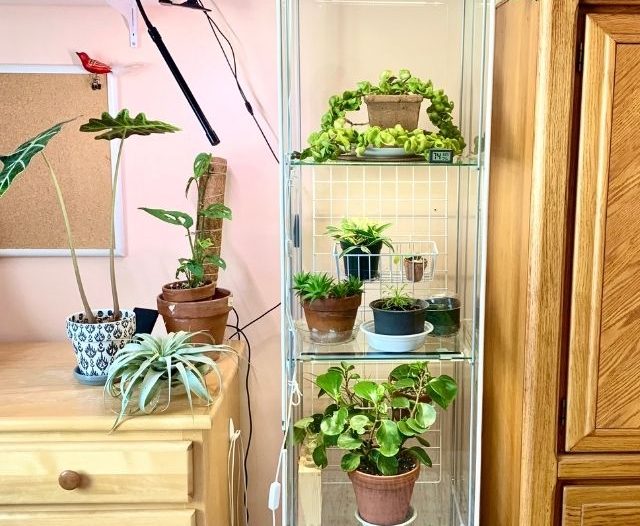 ikea greenhouse cabinet with plants