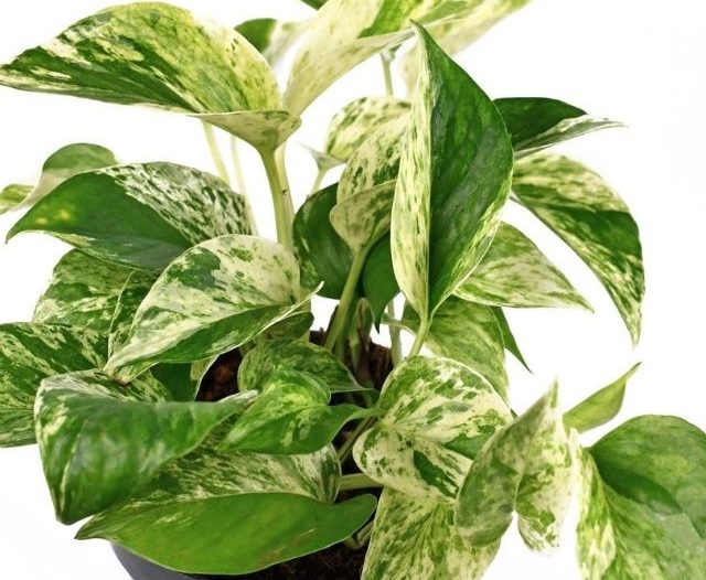 Marble queen pothos plant in a pot on a white background
