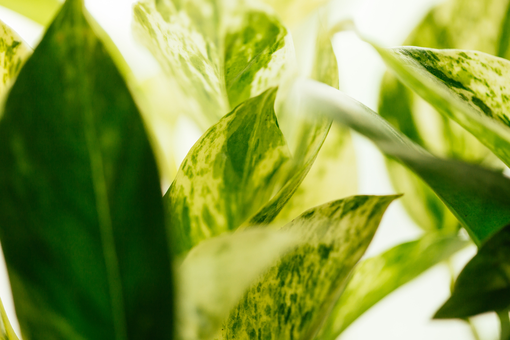 buy big snake plant Snake Plant