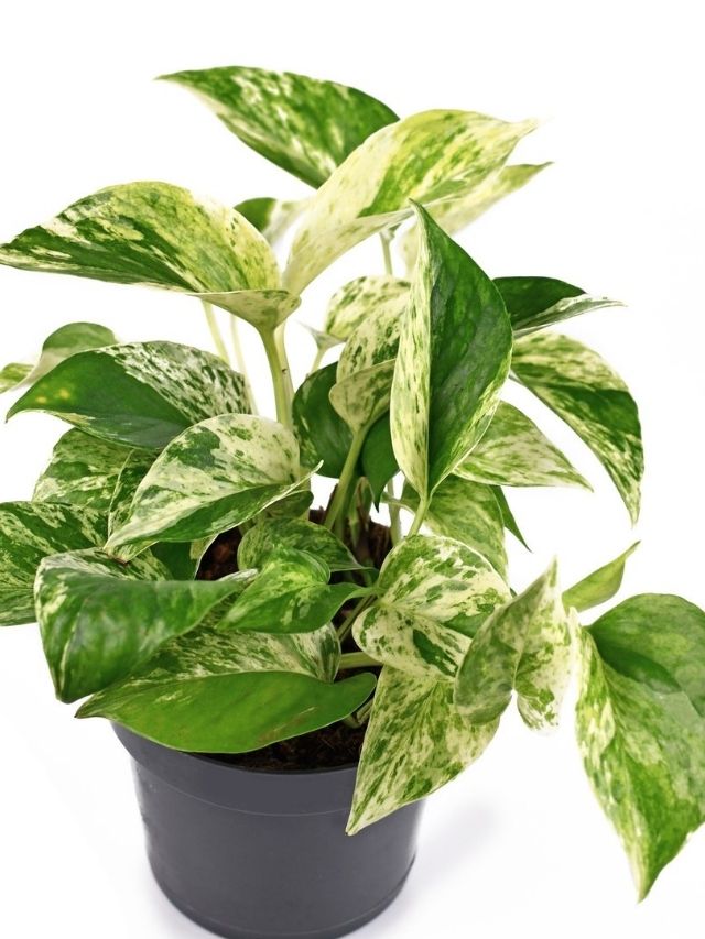 Easy Marble Queen Pothos Care & Propagation!