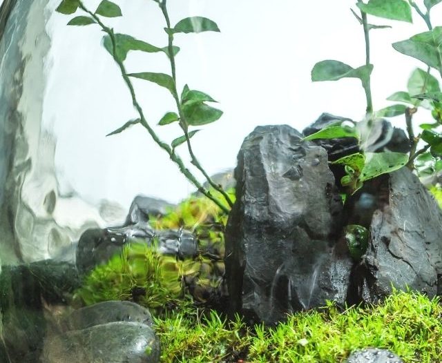 Plants in a closed terrarium