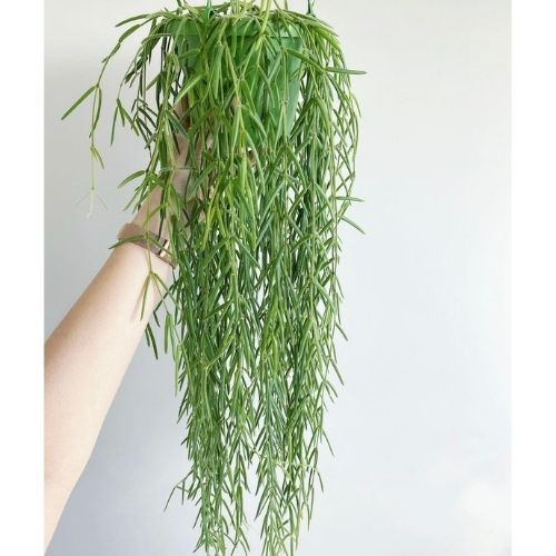 Arm holding a long Hoya Linearis plant hanging down from a pot