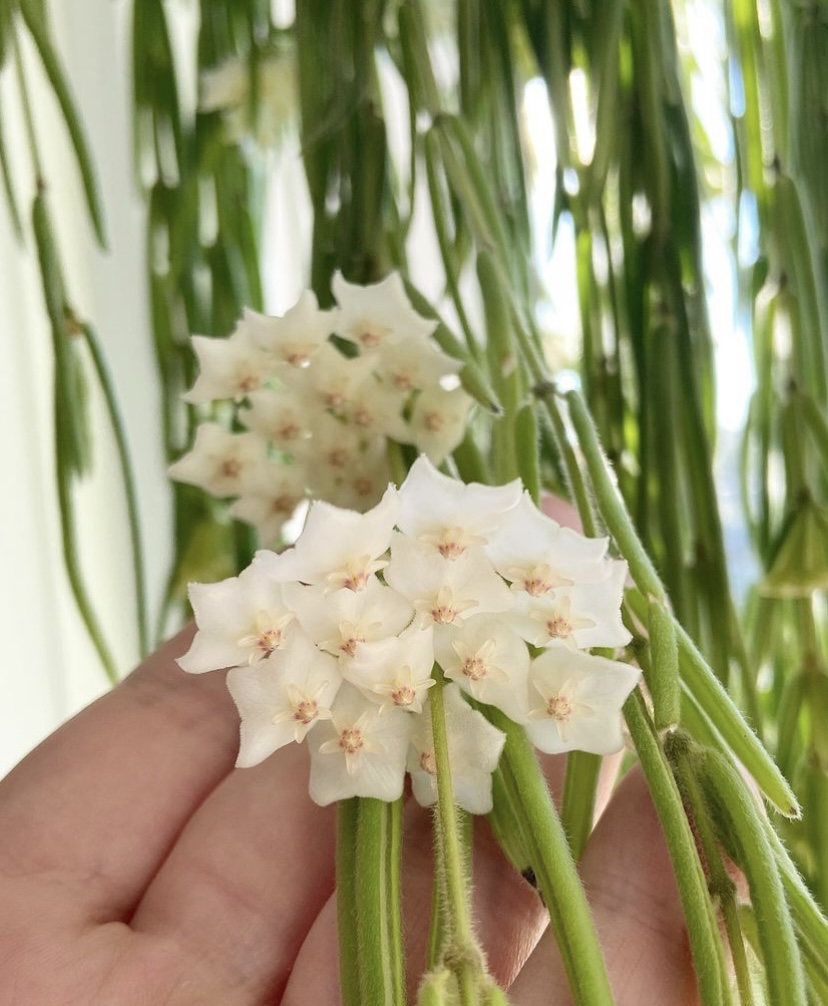 Care & Propagation Tips You NEED for the Unique Hoya Linearis