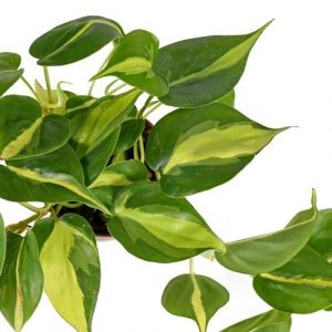 Philodendron Brasil: How to Keep It Alive and Propagate It to Make More!