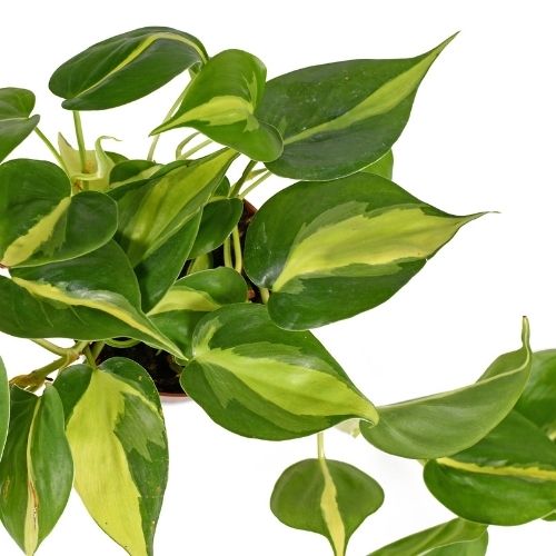 philodendron brasil leaves on a white background