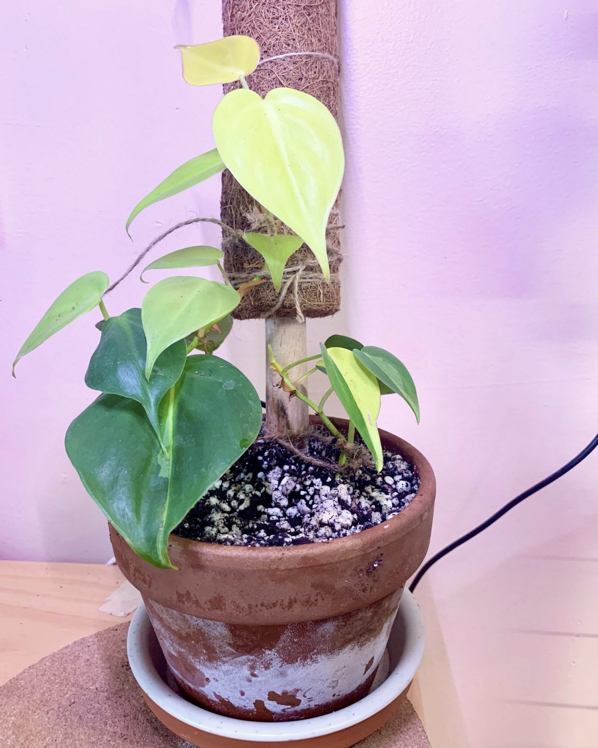 Philodendron Brasil: How to Keep It Alive and Propagate It to Make More!