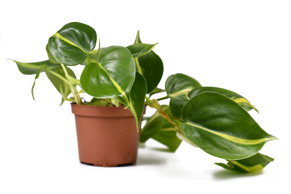small brasil philodendron potted plant on a white background