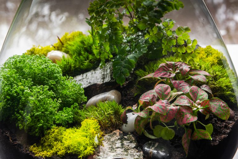 10 Easy Closed Terrarium Plants Sprouts and Stems
