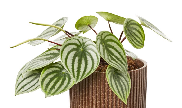 Cupid Peperomia Care and Propagation Tips You NEED for Success!