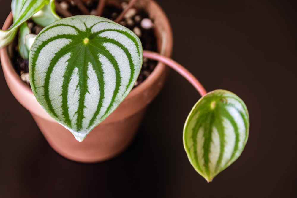 two watermelon peperomia leaves on a potted plant with a dark brown background