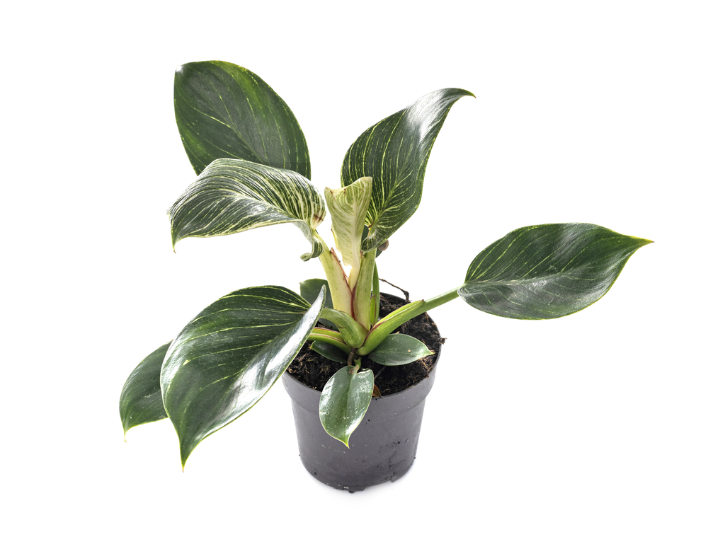 Philodendron birkin potted plant on a white background