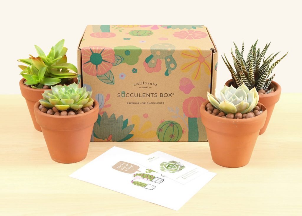 Succulents Box subscription box