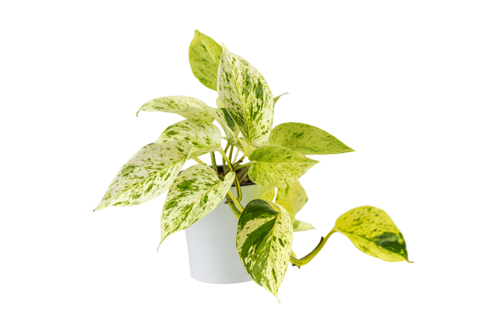 Marble Queen Pothos: How to Care for and Propagate the Queen!
