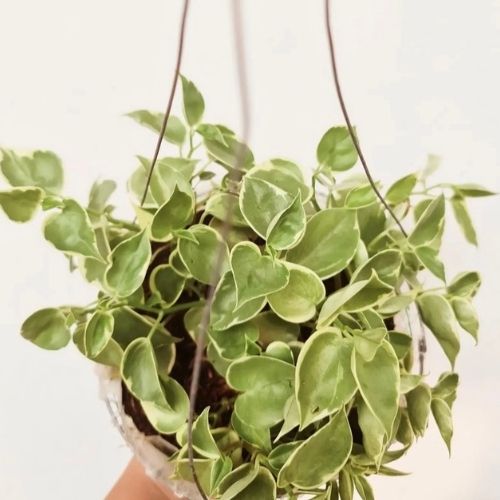 Peperomia Scandens Variegated plant Cupid Peperomia Plant Indoor Live –  NNplant