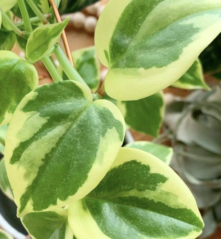 Cupid Peperomia Care And Propagation Tips You NEED For Success 