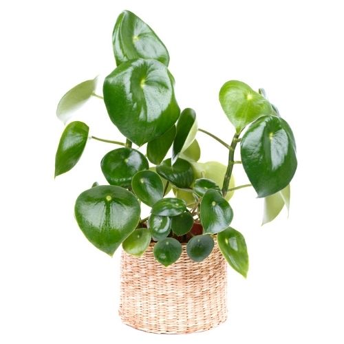 Peperomia Raindrop: The Care and Propagation Guide You NEED!