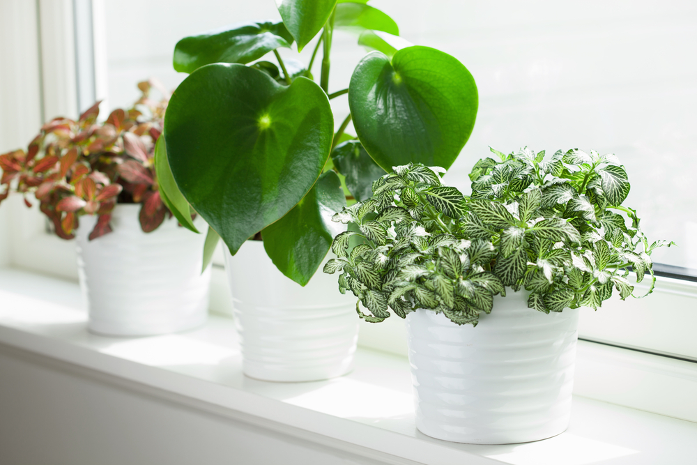 three houseplants in white pots on a white windowsill