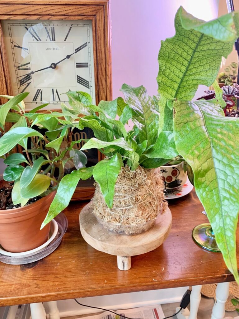 kokedama on my plant shelf