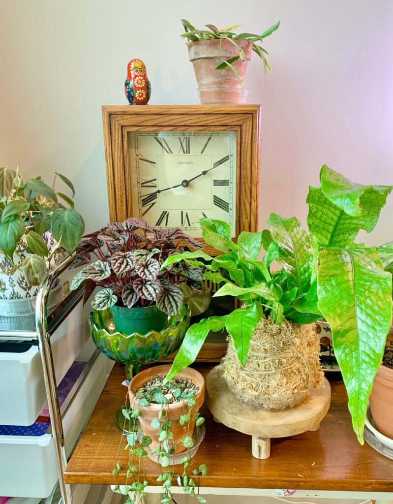 Kokedama with other plants on a table
