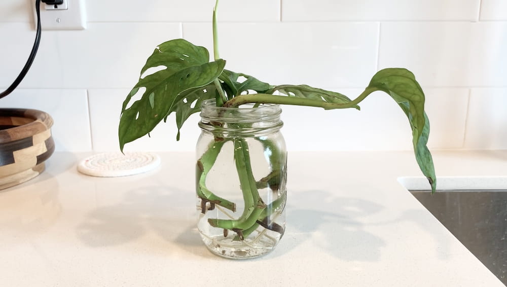 syngonium monstera Duo Monstera Adansonii Syngonium — Hydroponic Jar