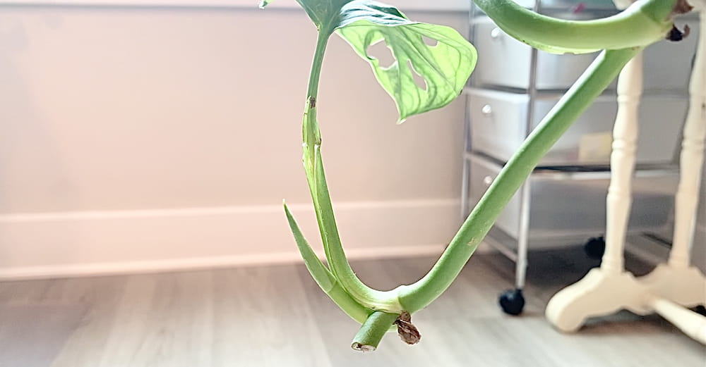 How to Propagate Houseplants: The ONE Thing You Must Know! | Sprouts and  Stems