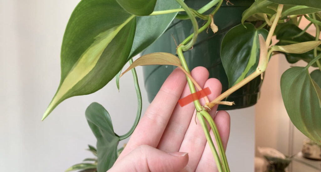 Hand holding a node on a philodendron brasil vine. A red line indicates the node.