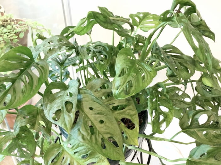 monstera adansonii plant