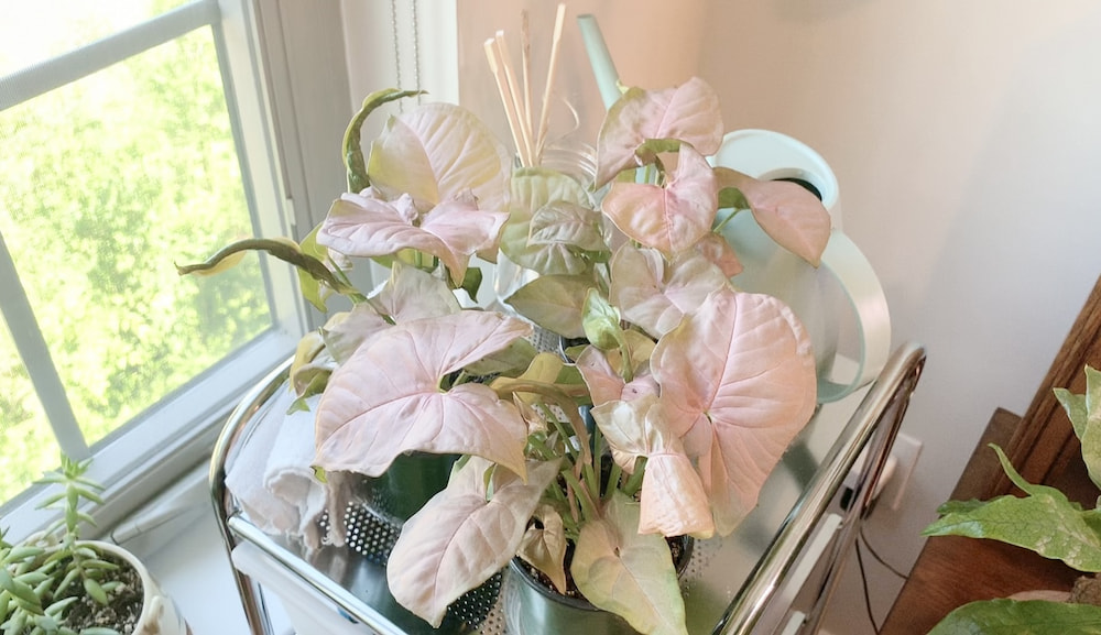 three small pink syngonium plants andd a watering can in front if a window