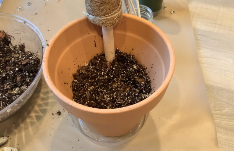 How to Repot a Plant (with Video): Repot with Me! | Sprouts and Stems