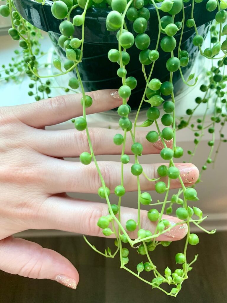 string of pearls plant with hand in the background