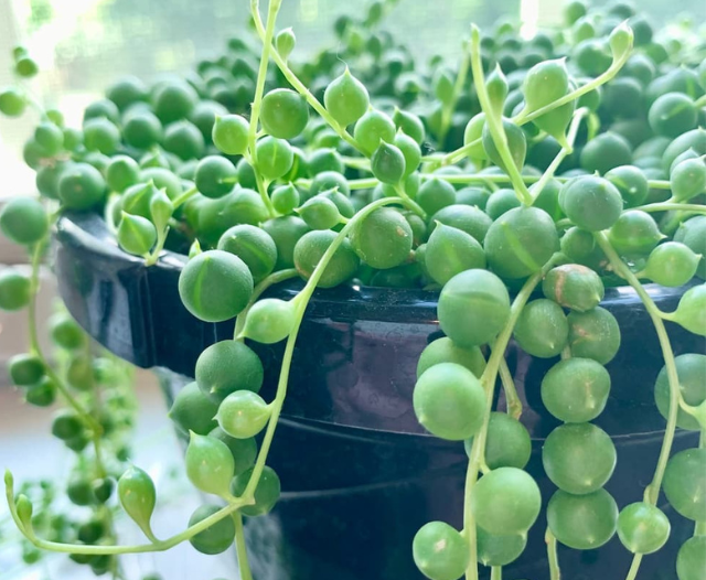 string of pearls plant close up