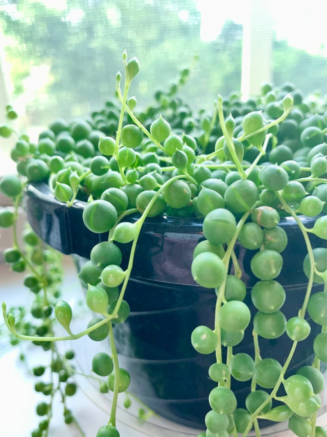 How to Grow a Gorgeous String of Pearls!