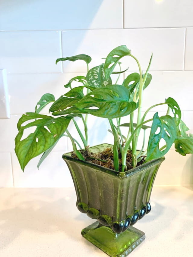 How to Grow Monstera Adansonii from Cuttings