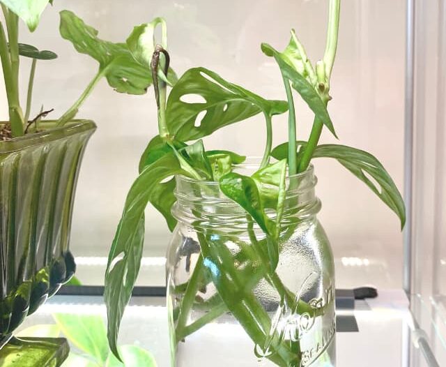 monstera adansonii cuttings in a jar of water