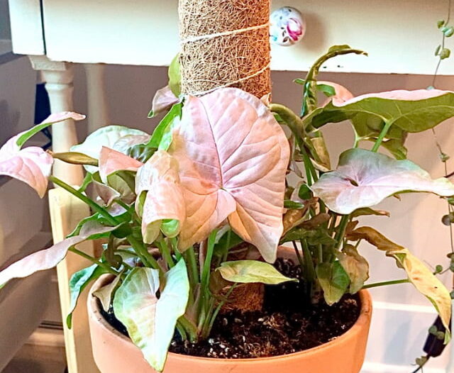 pink syngonium in a terra cotta pot with a moss pole in the pot