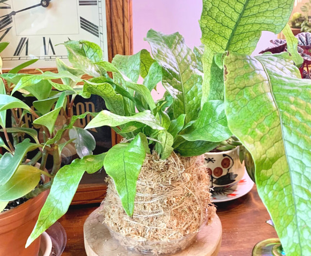crocodile fern planted in a kokedama