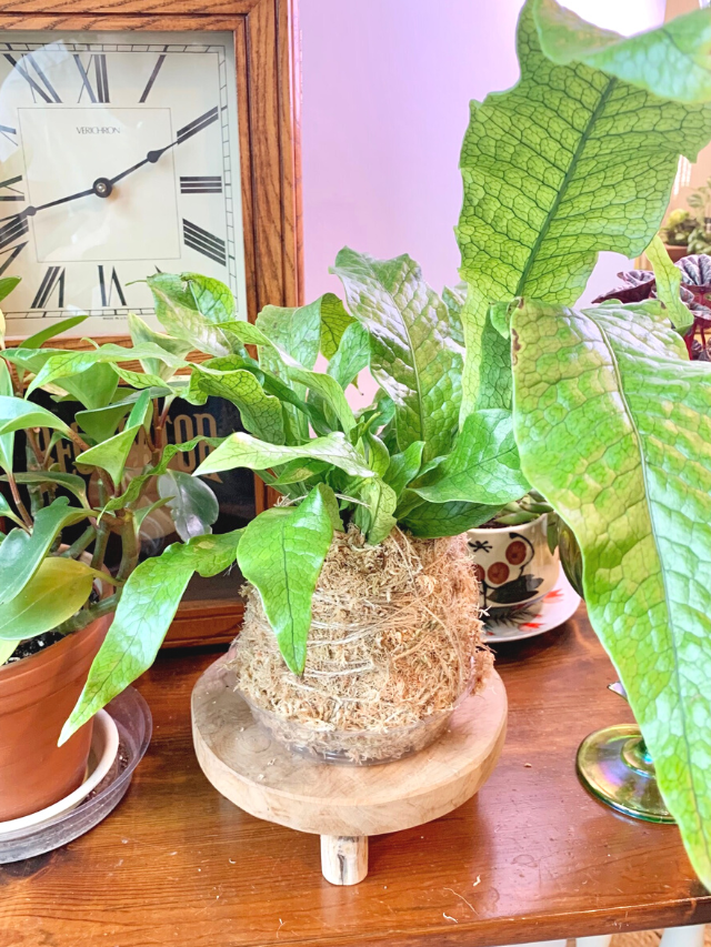 Make a 4-Step Kokedama: Super Easy DIY!