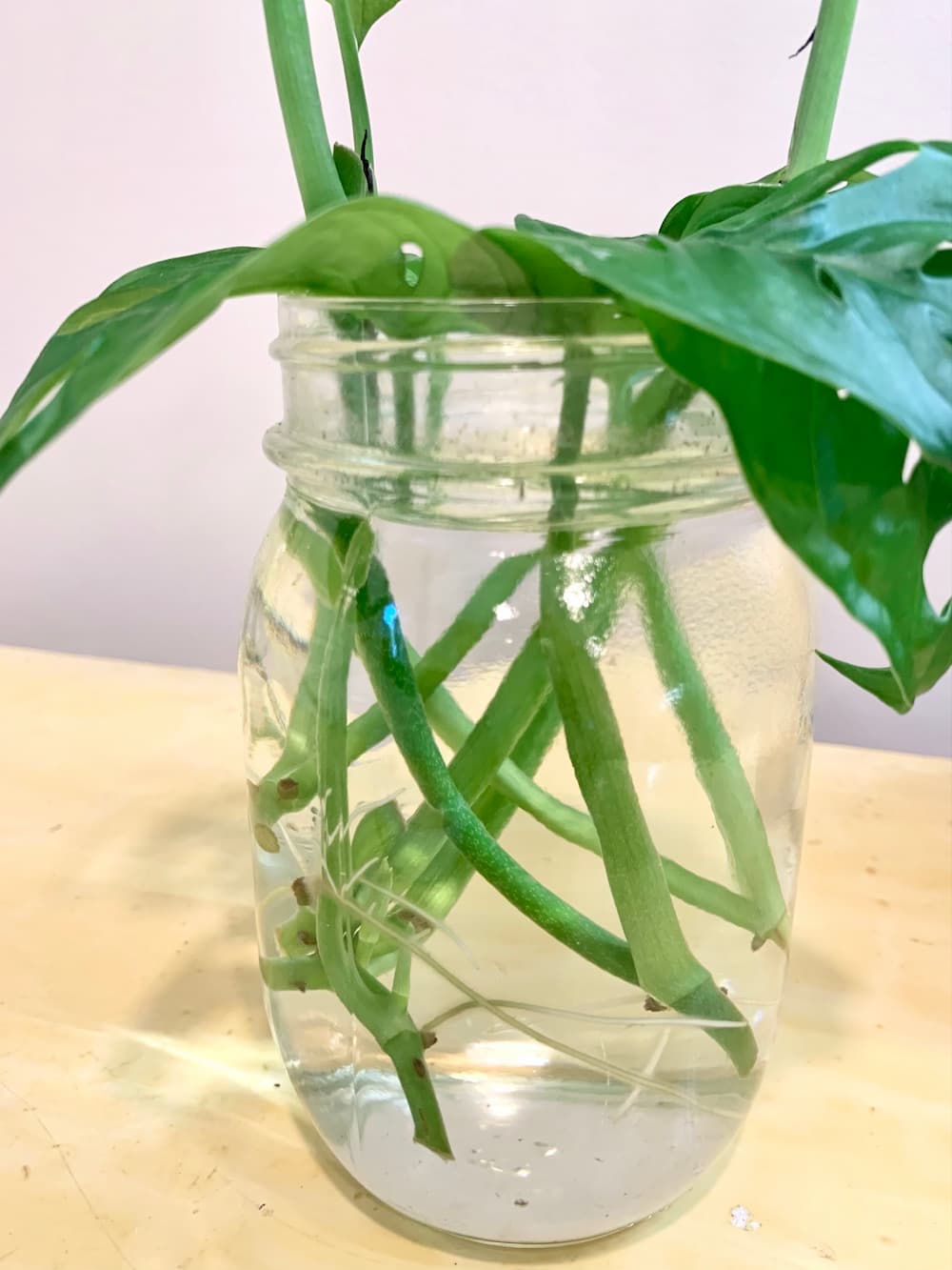 How to Grow Monstera Adansonii from Cuttings | Sprouts and Stems