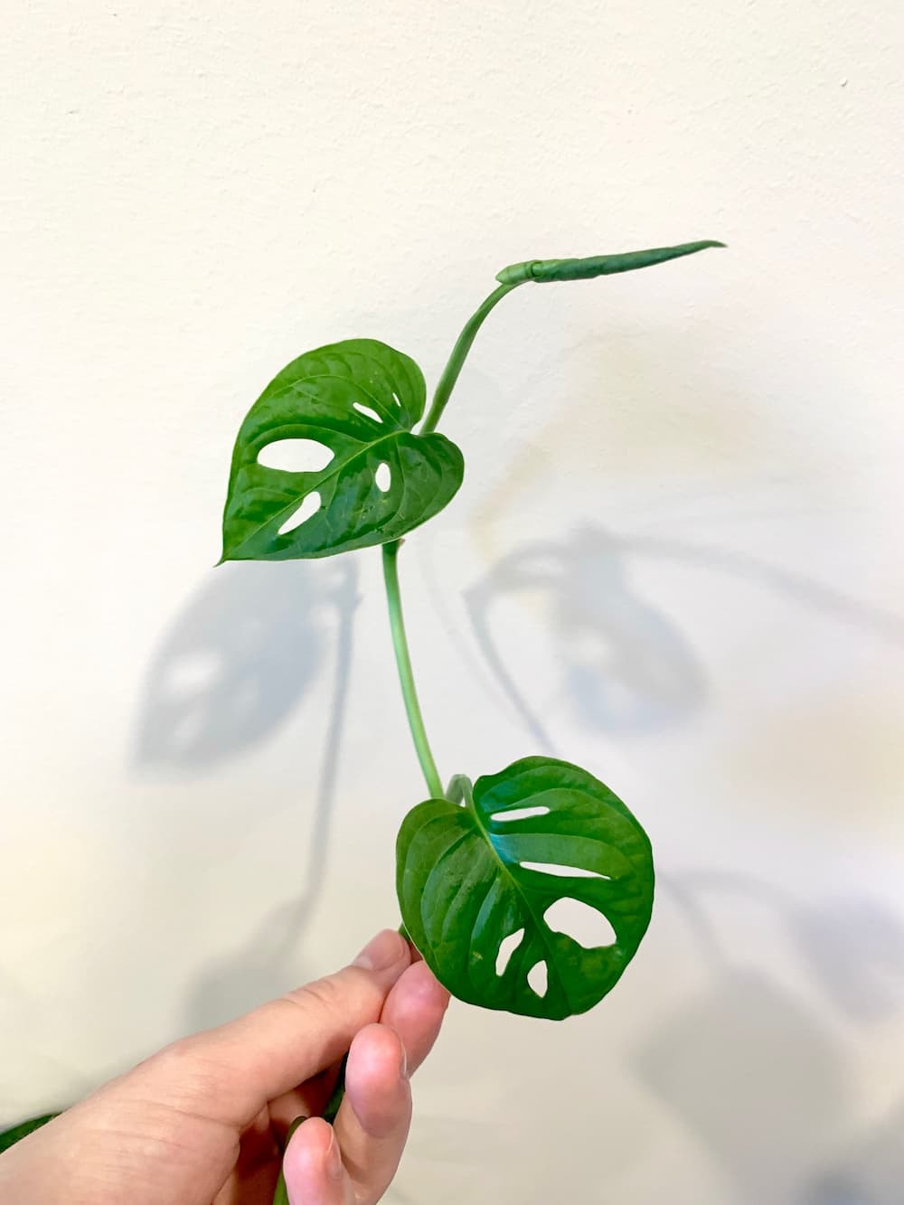 philodendron luftreinigung Herzblatt-Philodendron 120cm | Luftreiniger
