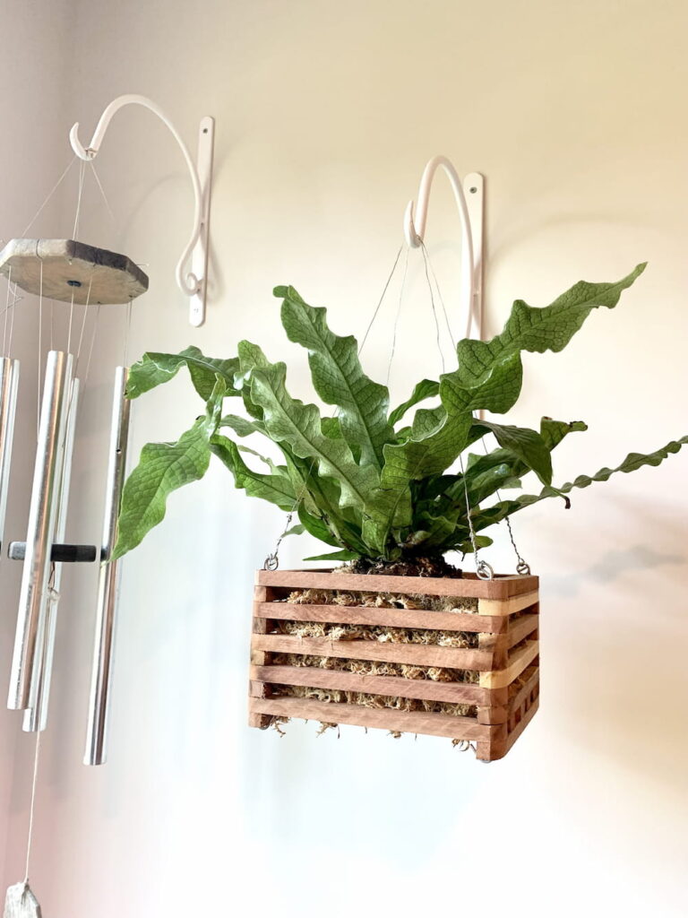 sensor Blozend Ontwijken 10 Indoor Plant Decoration Ideas I Use in My Studio Apartment (Video  Included!) | Sprouts and Stems