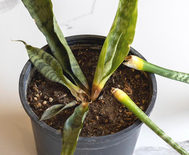 Snake plant in a pot with dead leaves on a marble table
