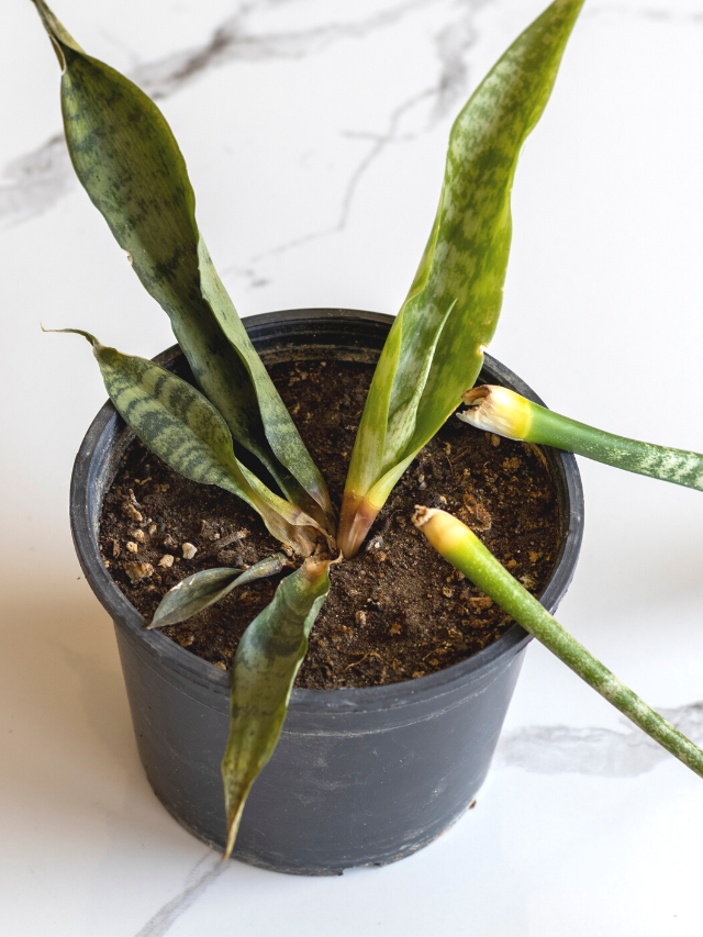 How Can You Tell If a Plant Has Root Rot Sprouts and Stems