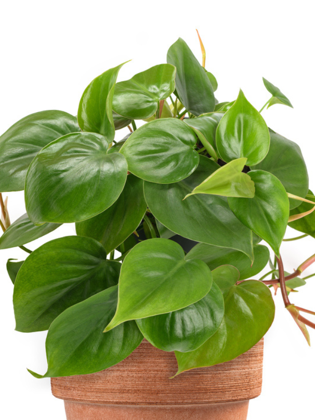 5 Steps: How to Propagate Heartleaf Philodendron